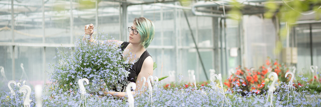 In der Ausbildungsgärtnerei des RKI BBW lernen Auszubildende Zierpflanzen zu ziehen, zu pflegen und zu verkaufen. Auch im Garten- und Landschaftsbau können Ausbildungen absolviert werden
